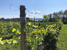 Charger l'image dans la galerie, COMPLET- Visite vignoble VIP Saguenay - 12 juillet 2026