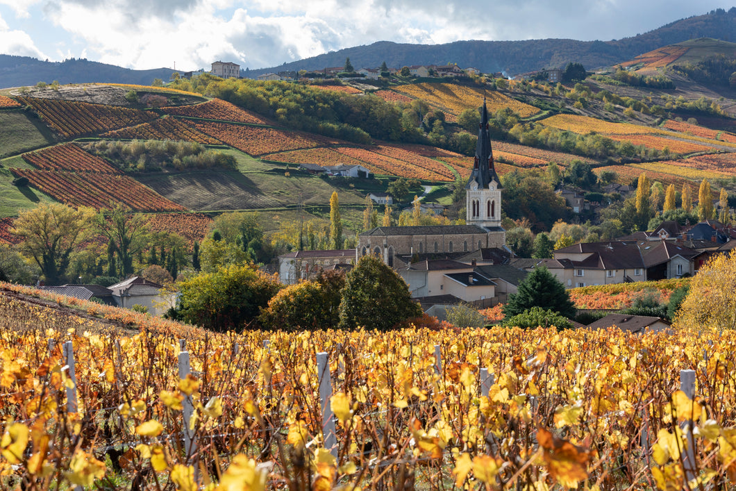 Atelier web 7 décembre 2024 17h - vins du BEAUJOLAIS